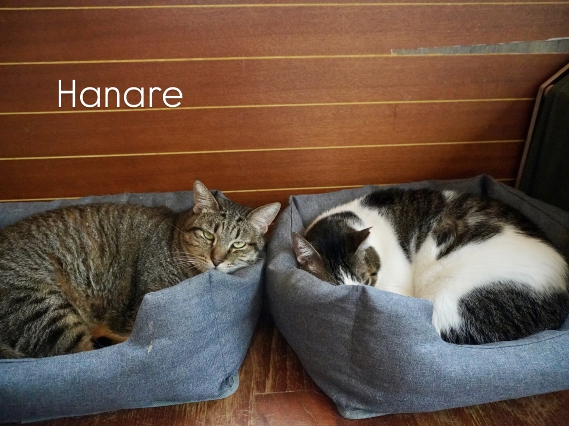 【 Hanare 】 写真 2